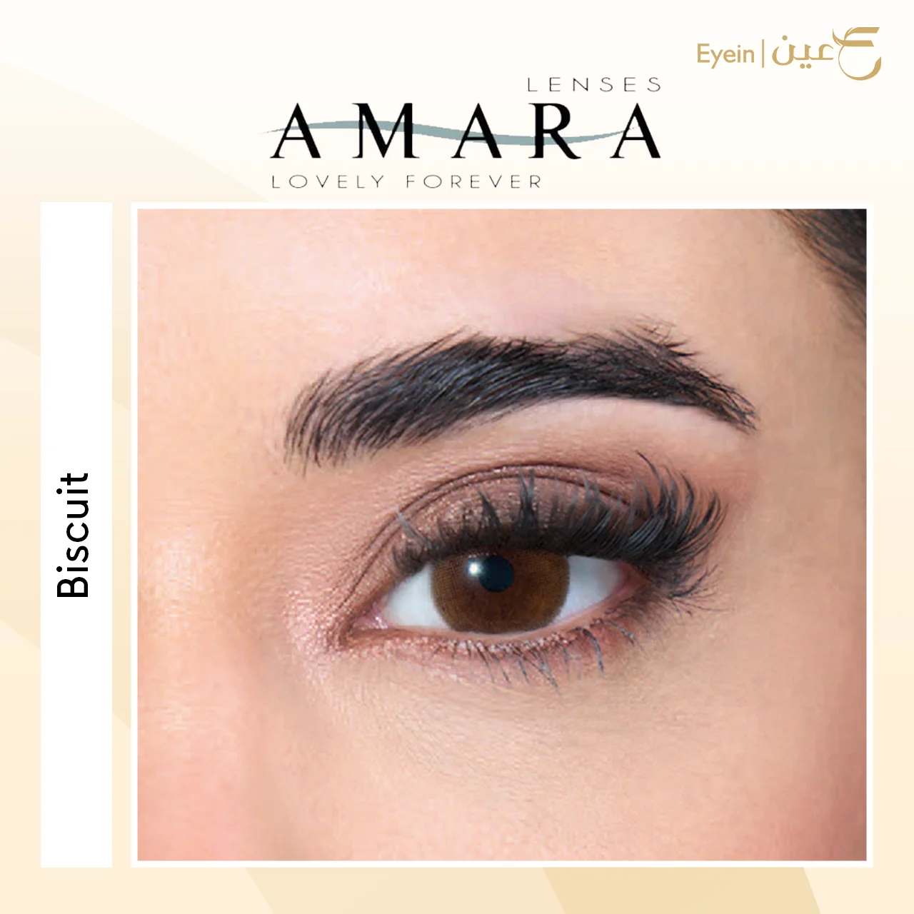 عدسات أمارا الشهرية - بيسكيت